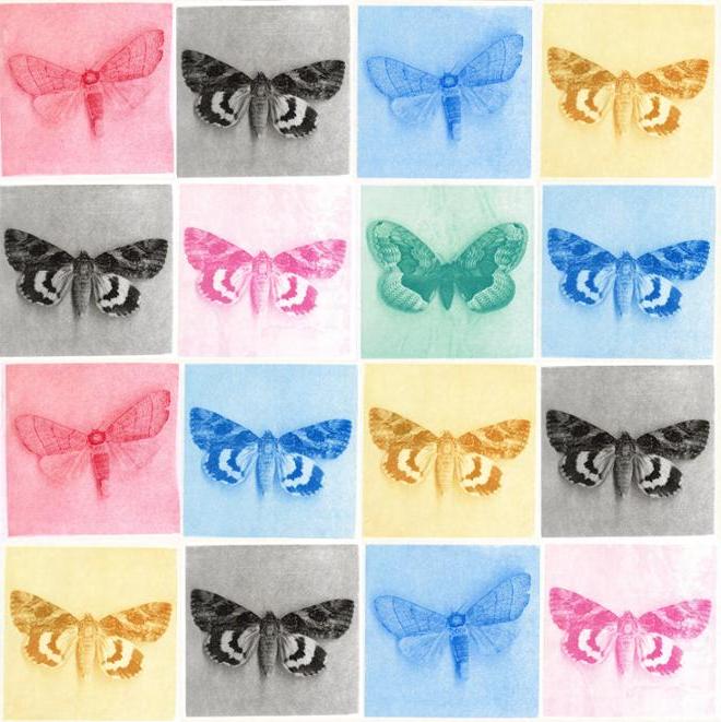 Different Color Butterfly Collages